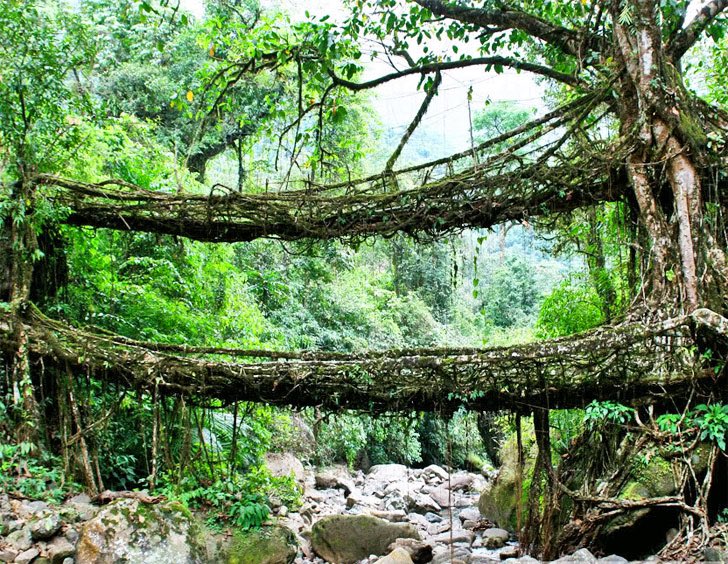 root bridge india2a