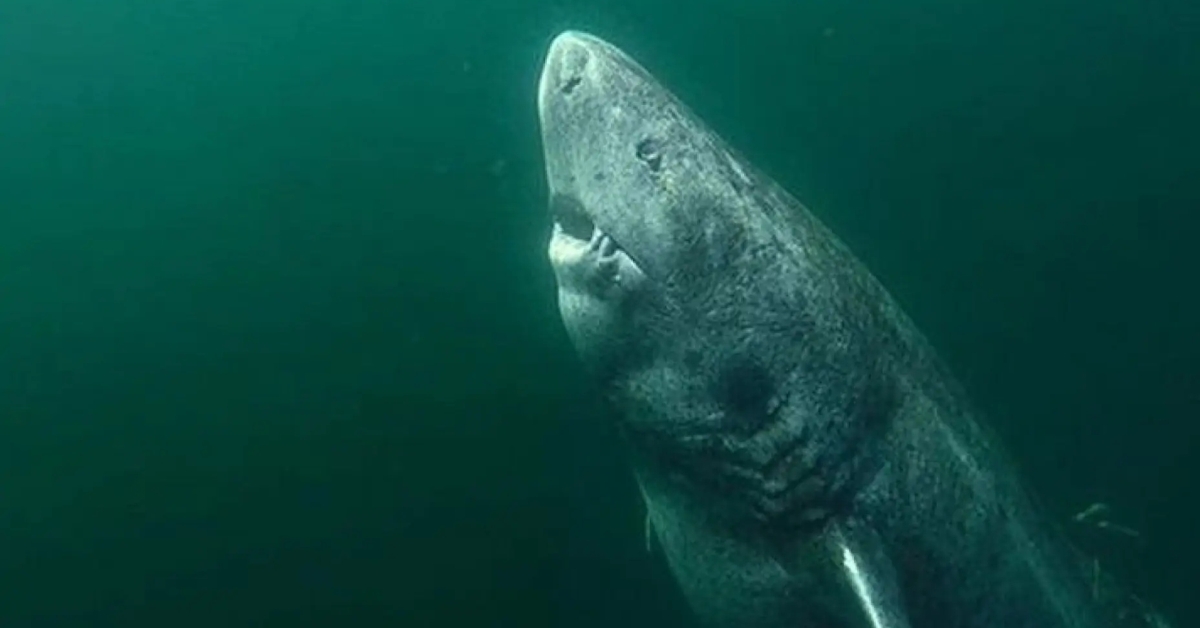 greenland shark new oldest fb5