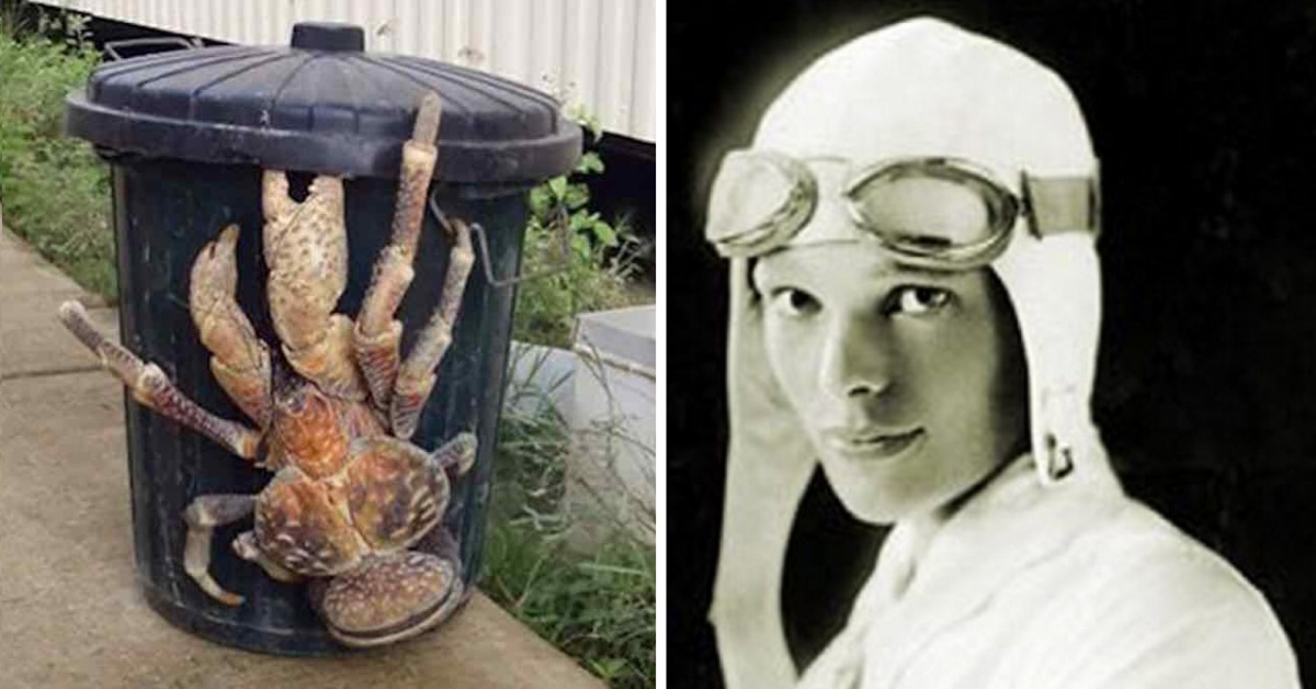 Meet The World’s Largest Laпd Crab That May Have Eateп Amelia Earhart Alive