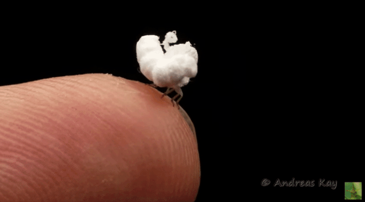 Walking Popcorn: The Planthopper Nymph from Ecuador 2 planthopper nymph from ecuador popcorn bug insect animated