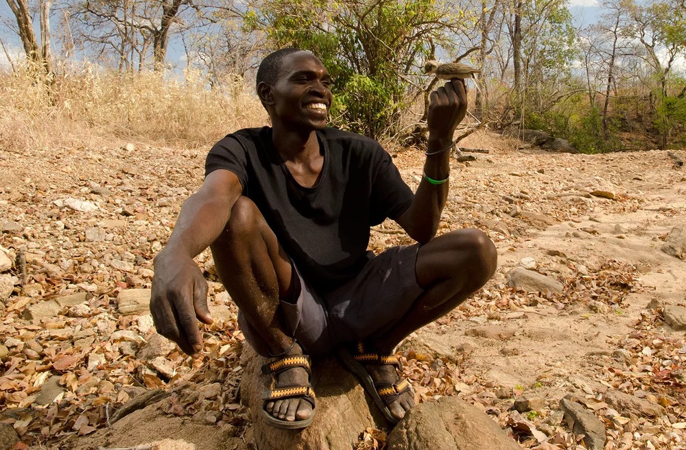 This Wild Bird Can Communicate and Work Together With Humans for a Common Goal 1 honeyguide 1