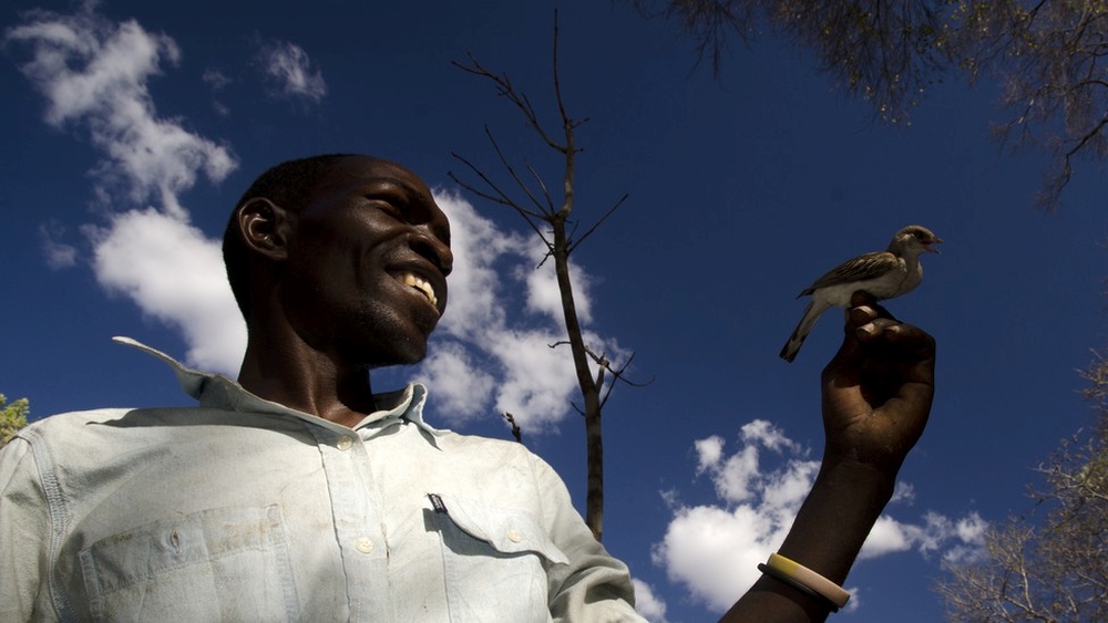 This Wild Bird Can Communicate and Work Together With Humans for a Common Goal 5 honeyguide 3