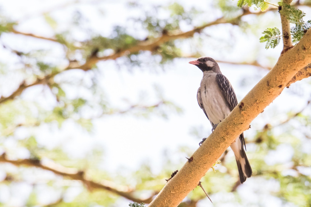 This Wild Bird Can Communicate and Work Together With Humans for a Common Goal 3 honeyguide 5