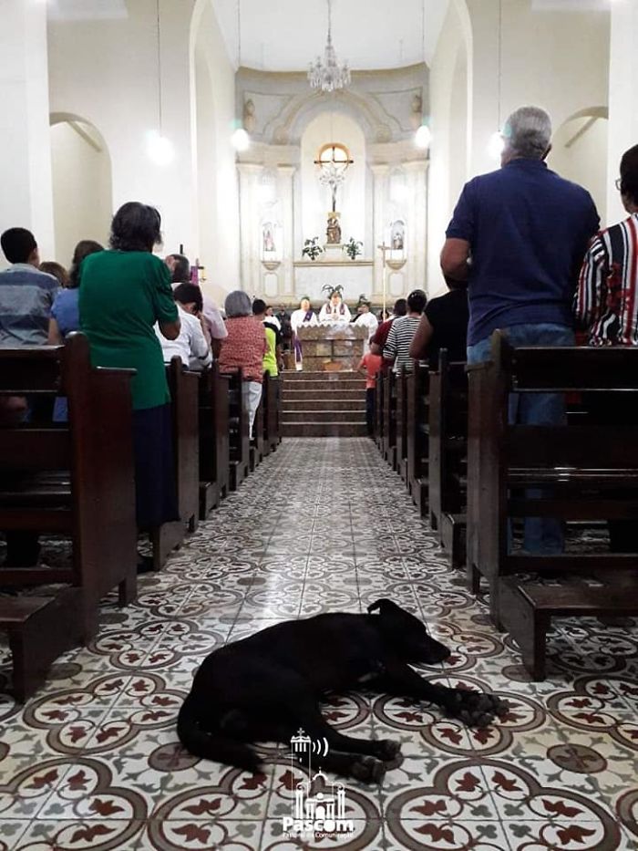 This Brazilian Priest Takes Stray Dogs Off the Streets To Get Them Adopted By His Congregation 3 church priest brazil stray dogs adopt 3