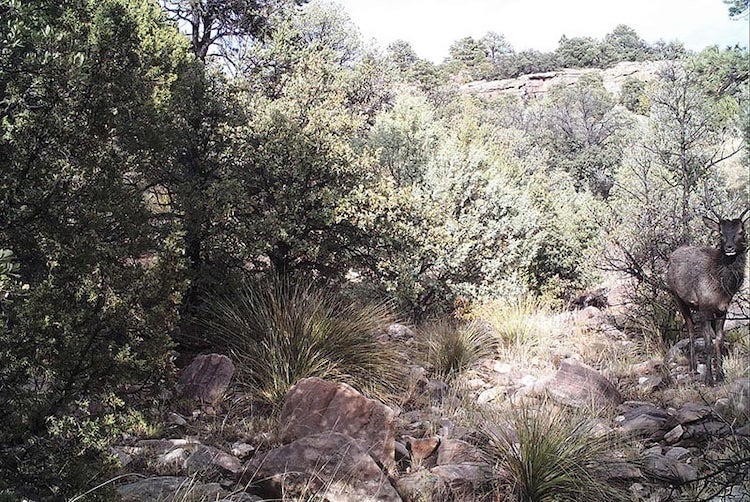 Can You Spot the Mountain Lion As It Stalks an Elk? 2 can you spot mountain lion stalking elk photo 1
