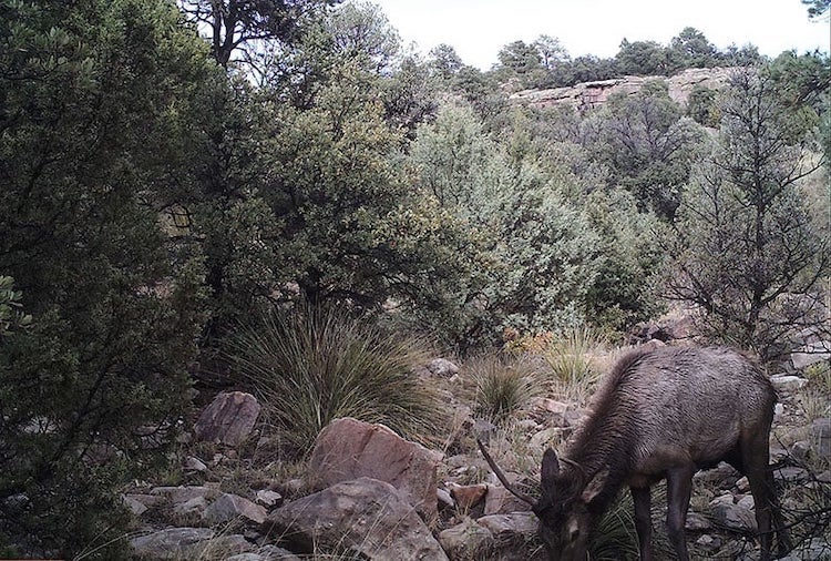 Can You Spot the Mountain Lion As It Stalks an Elk? 3 can you spot mountain lion stalking elk photo 2