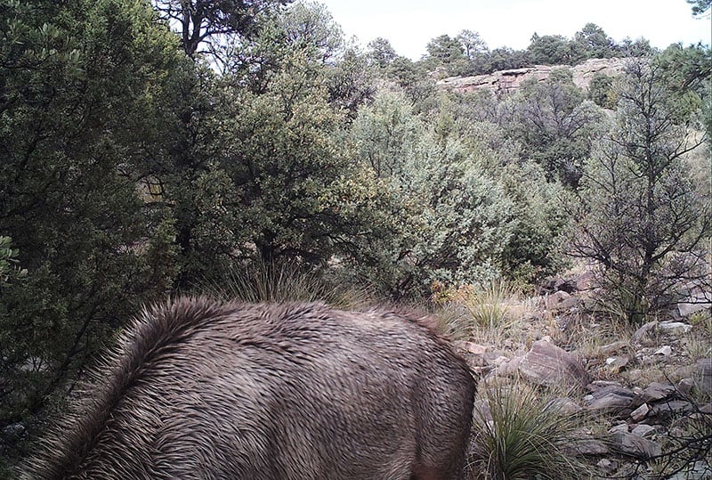 Can You Spot the Mountain Lion As It Stalks an Elk? 1 can you spot mountain lion stalking elk photo 3