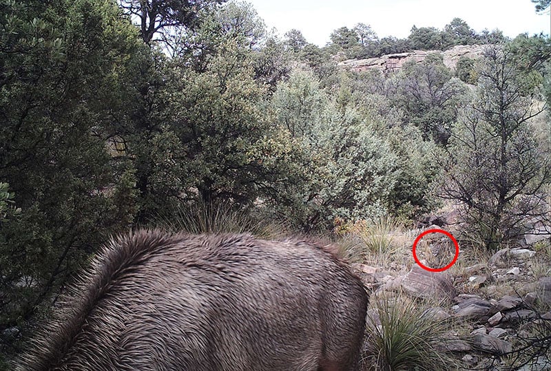 Can You Spot the Mountain Lion As It Stalks an Elk? 5 can you spot mountain lion stalking elk photo 3b