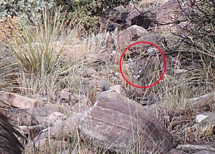 Can You Spot the Mountain Lion As It Stalks an Elk? 6 can you spot mountain lion stalking elk photo 3e
