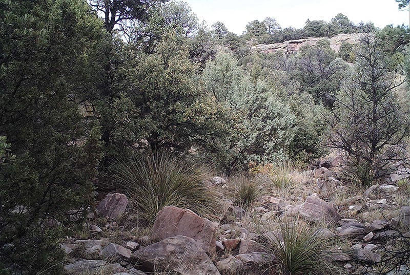 Can You Spot the Mountain Lion As It Stalks an Elk? 7 can you spot mountain lion stalking elk photo 4