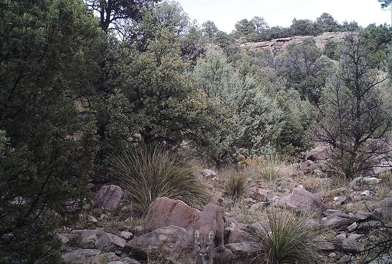 Can You Spot the Mountain Lion As It Stalks an Elk? 8 can you spot mountain lion stalking elk photo 5