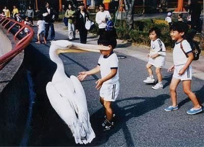 Here's Proof That Pelicans Will Try to Eat Anything 13 pelicans eat swallow everything 10