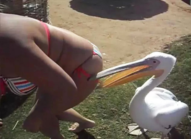 Here's Proof That Pelicans Will Try to Eat Anything 14 pelicans eat swallow everything 11