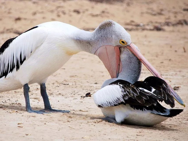 Here's Proof That Pelicans Will Try to Eat Anything 6 pelicans eat swallow everything 12