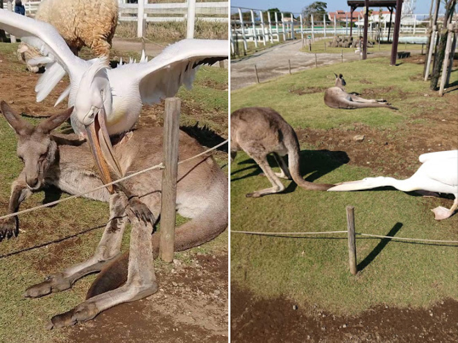 Here's Proof That Pelicans Will Try to Eat Anything 10 pelicans eat swallow everything 14