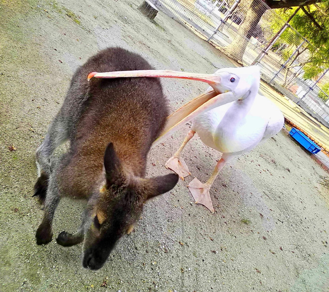 Here's Proof That Pelicans Will Try to Eat Anything 1 pelicans eat swallow everything 2