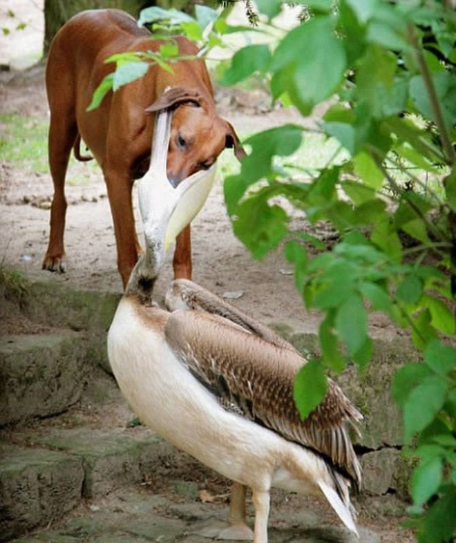 Here's Proof That Pelicans Will Try to Eat Anything 2 pelicans eat swallow everything 3