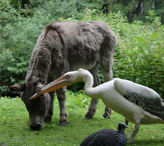 Here's Proof That Pelicans Will Try to Eat Anything 11 pelicans eat swallow everything 5