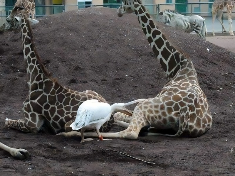 Here's Proof That Pelicans Will Try to Eat Anything 12 pelicans eat swallow everything 9