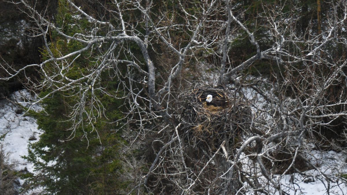 Black Bear Caught Taking a Nap Inside Giant Bald Eagle Nest in Alaska 2 black bear napping bald eagle nest 2