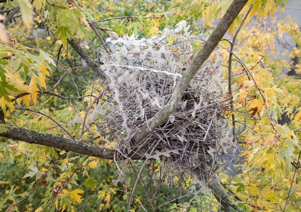 Birds Are Using Anti-Bird Spikes to Build Their Nests in Cities as a Form of 'Beautiful Revenge' 3 birds build nests from anti bird spikes 2
