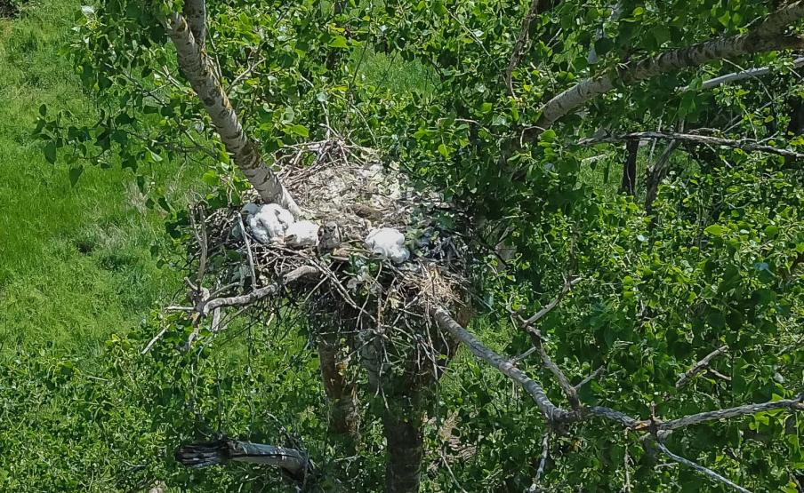 eagles raise buzzard chick 2