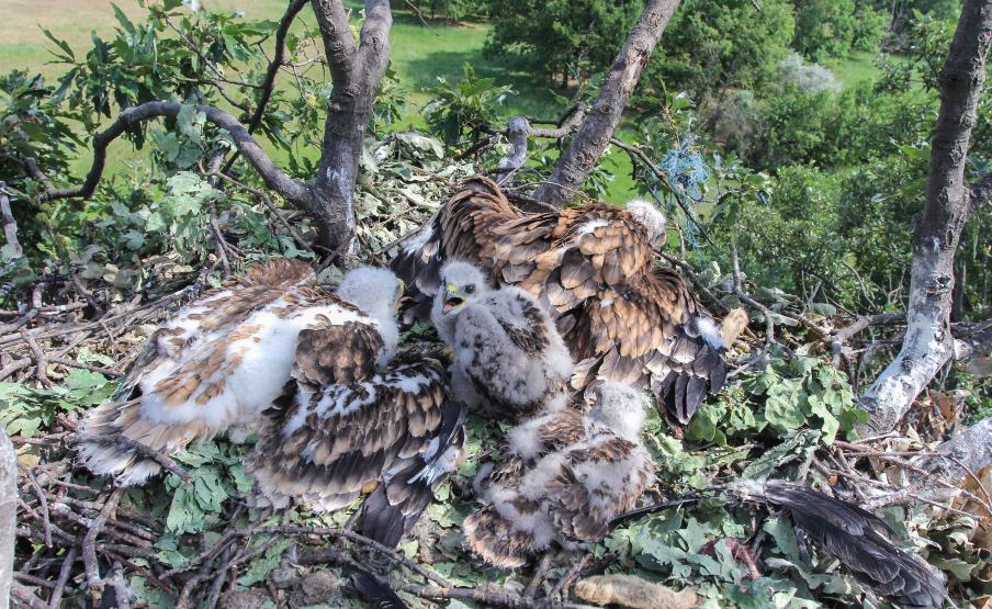 eagles raise buzzard chick 5