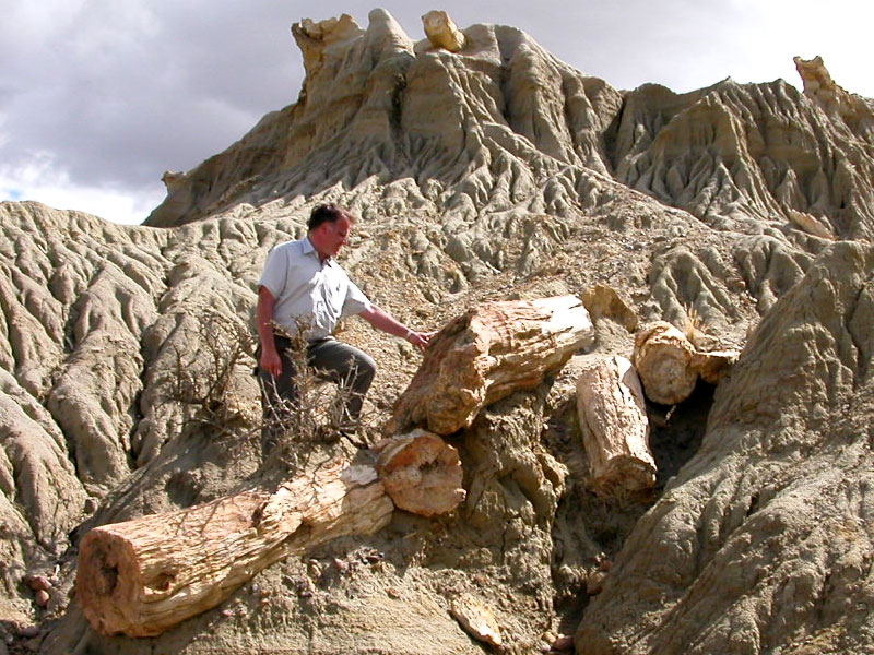 Rooted in Time: The Enigmatic Legacy of Fossilized Tree Stumps 4 fossil tree stump 5