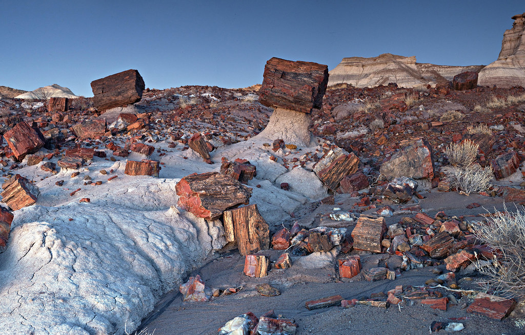 Rooted in Time: The Enigmatic Legacy of Fossilized Tree Stumps 7 fossil tree stump 8