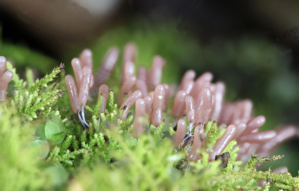Slime Moulds Don’t Only Look Fascinating, They’re Also Much Smarter Than You’d Expect 12 slime moulds smart organisms sarah lloyd 15