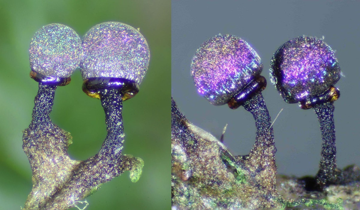 Slime Moulds Don’t Only Look Fascinating, They’re Also Much Smarter Than You’d Expect 11 slime moulds smart organisms sarah lloyd 17