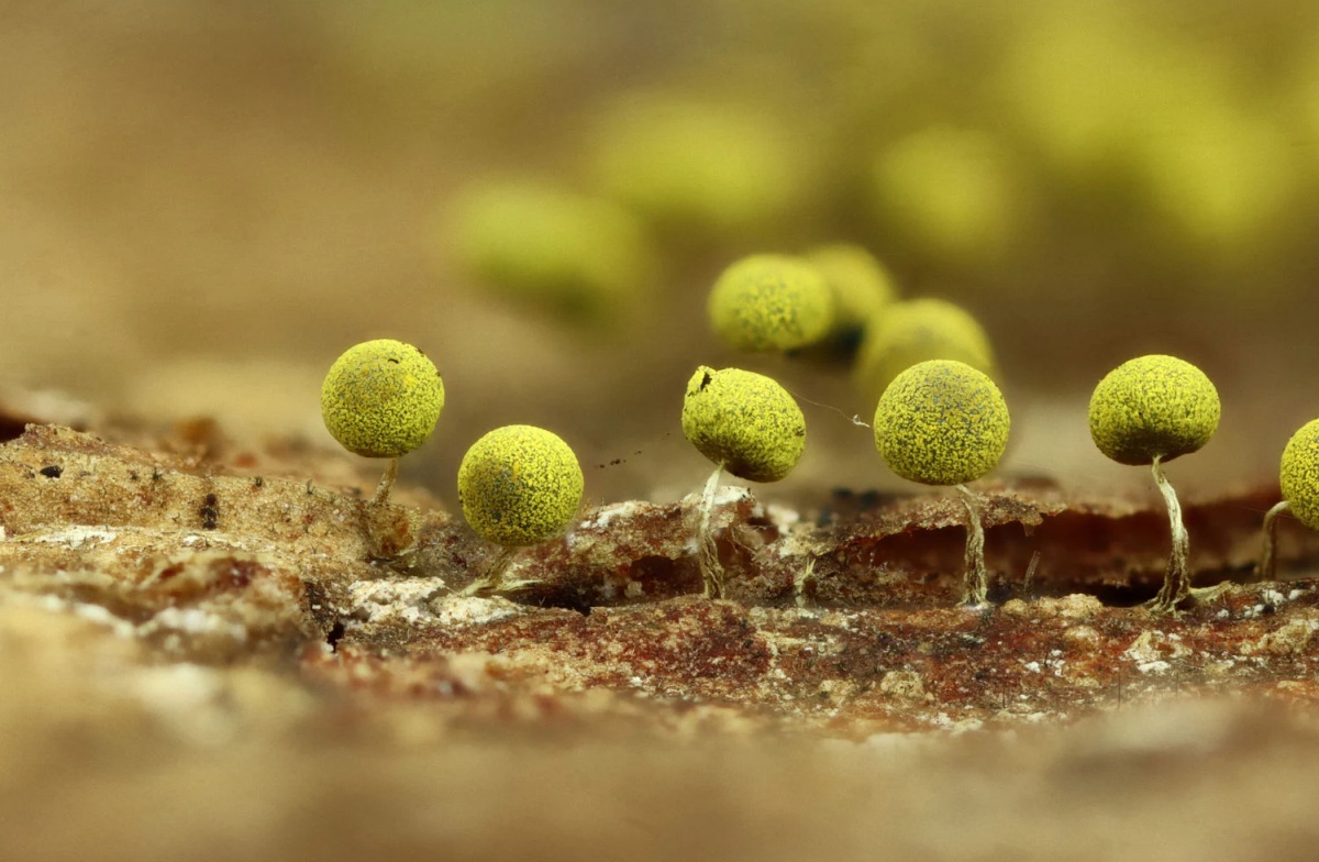 Slime Moulds Don’t Only Look Fascinating, They’re Also Much Smarter Than You’d Expect 5 slime moulds smart organisms sarah lloyd 5