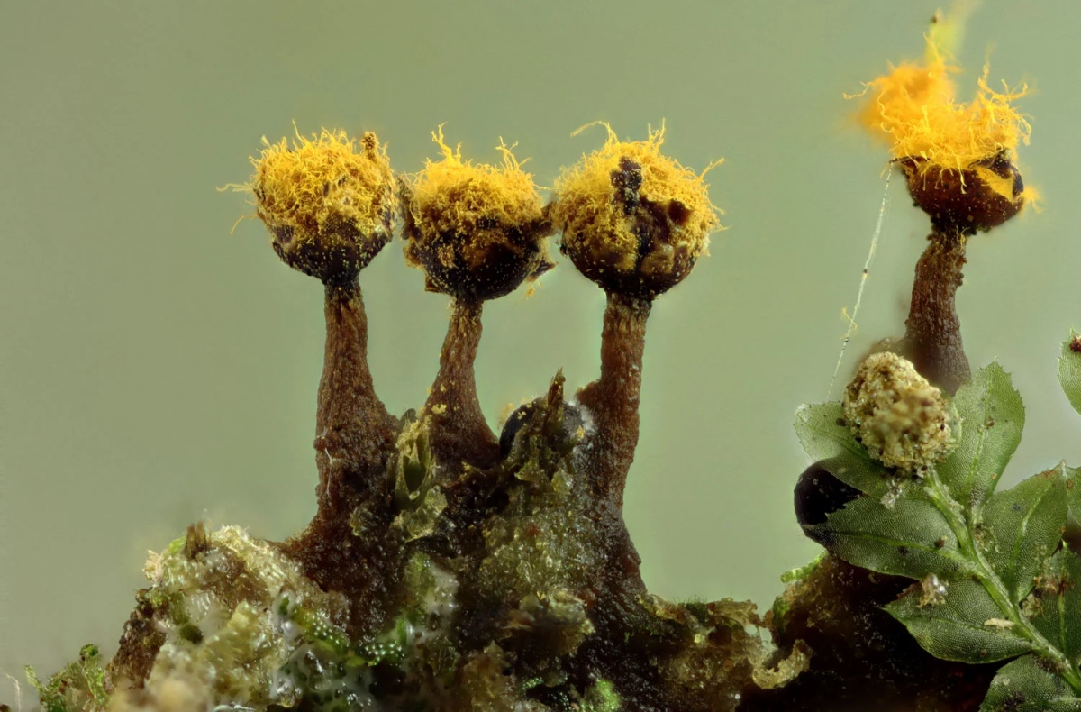 Slime Moulds Don’t Only Look Fascinating, They’re Also Much Smarter Than You’d Expect 7 slime moulds smart organisms sarah lloyd 7b