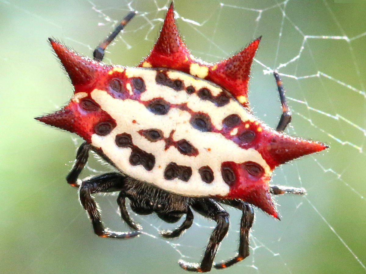 gasteracantha spiny orb weavers 10