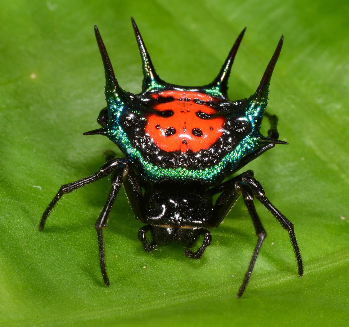 gasteracantha spiny orb weavers 11