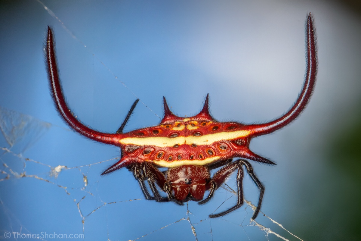 gasteracantha spiny orb weavers 5