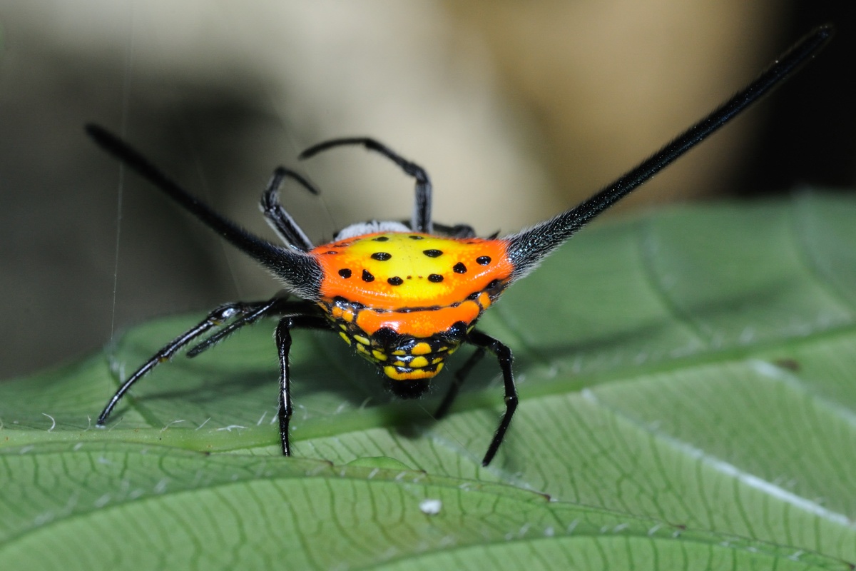 gasteracantha spiny orb weavers 6