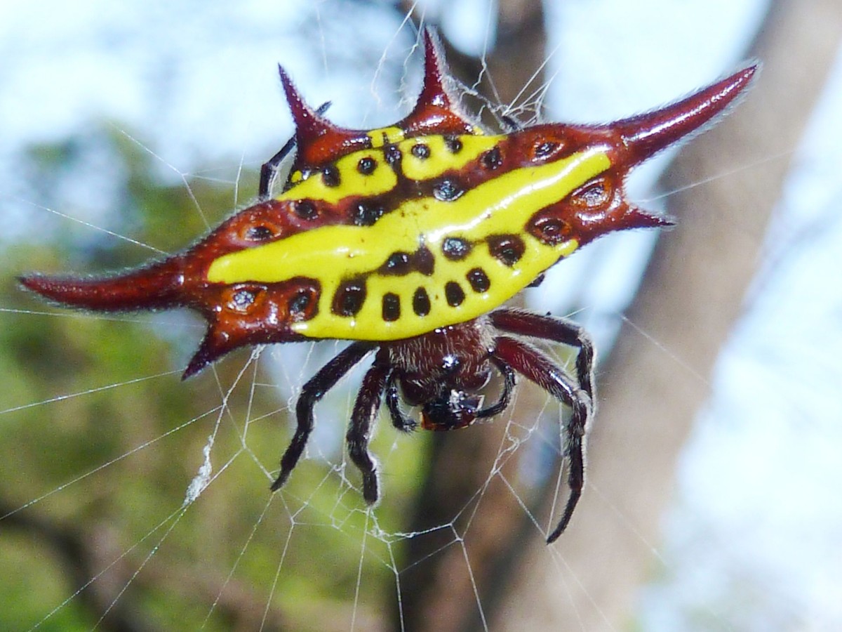 gasteracantha spiny orb weavers 9b
