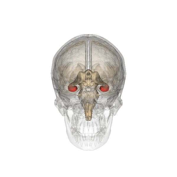 hippocampus brain activity meditation