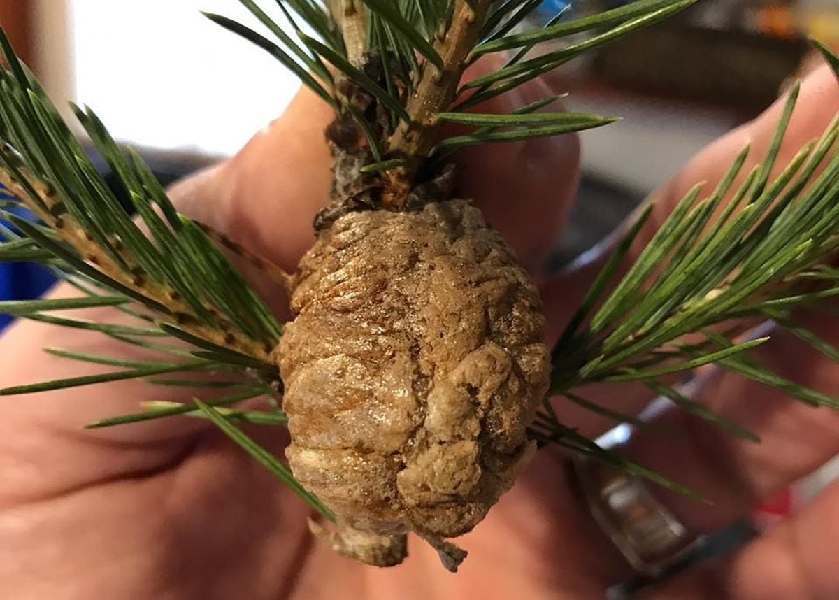 Do Not Bring Your Christmas Tree Indoors If You Discover This Growth On It 1 mantis egg christmas tree 1