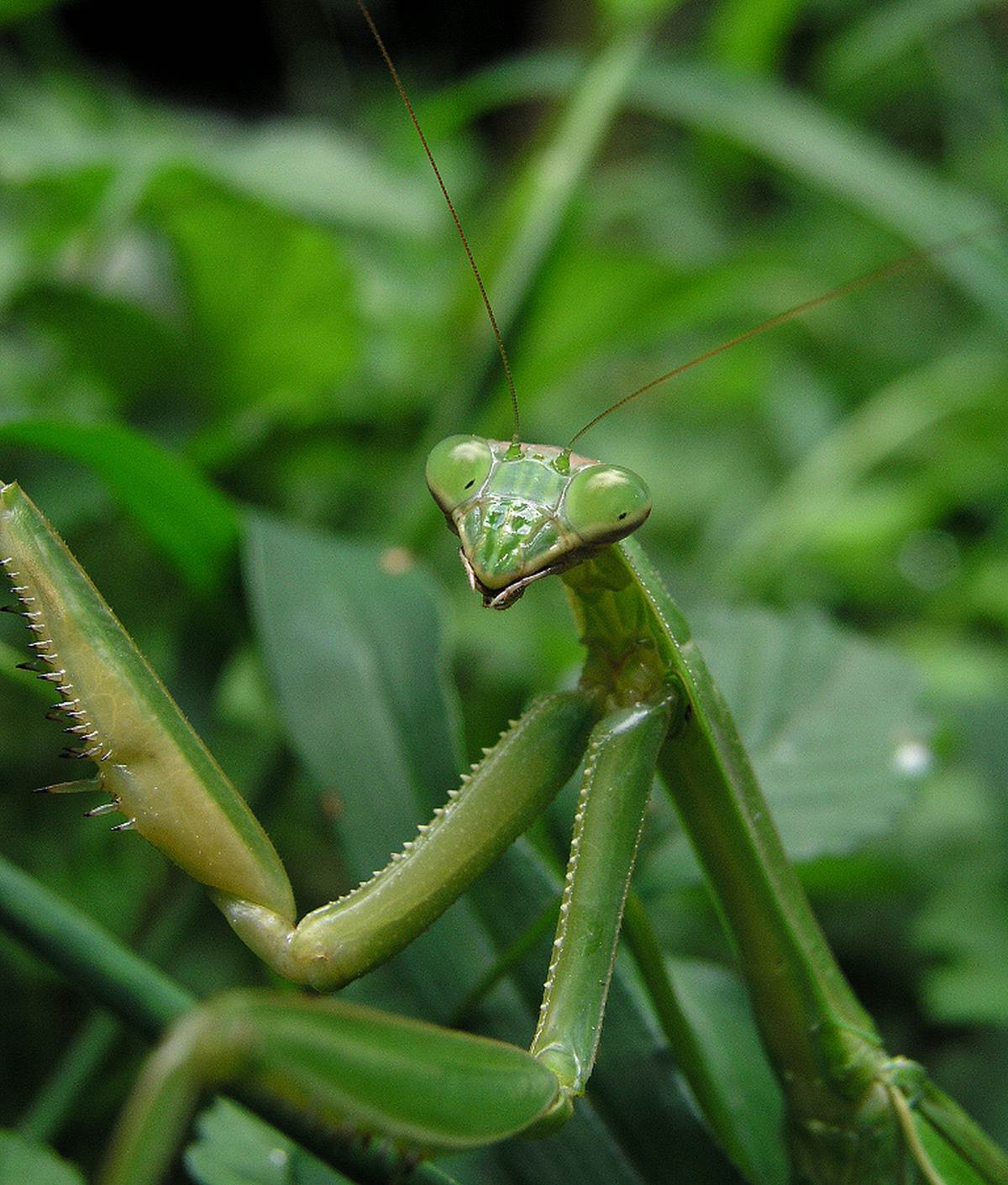 Do Not Bring Your Christmas Tree Indoors If You Discover This Growth On It 2 mantis egg christmas tree 7
