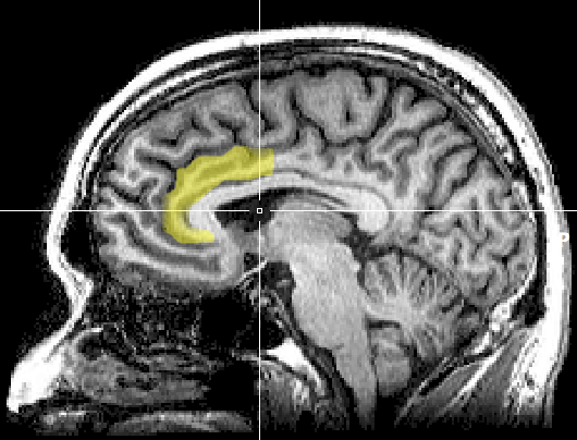 meditation effects brain science b