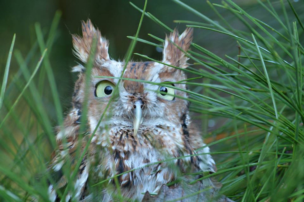 Stowaway Owl Found Living in Family's Christmas Tree After Going Unnoticed for 4 Days 1 owl found family christmas tree 1