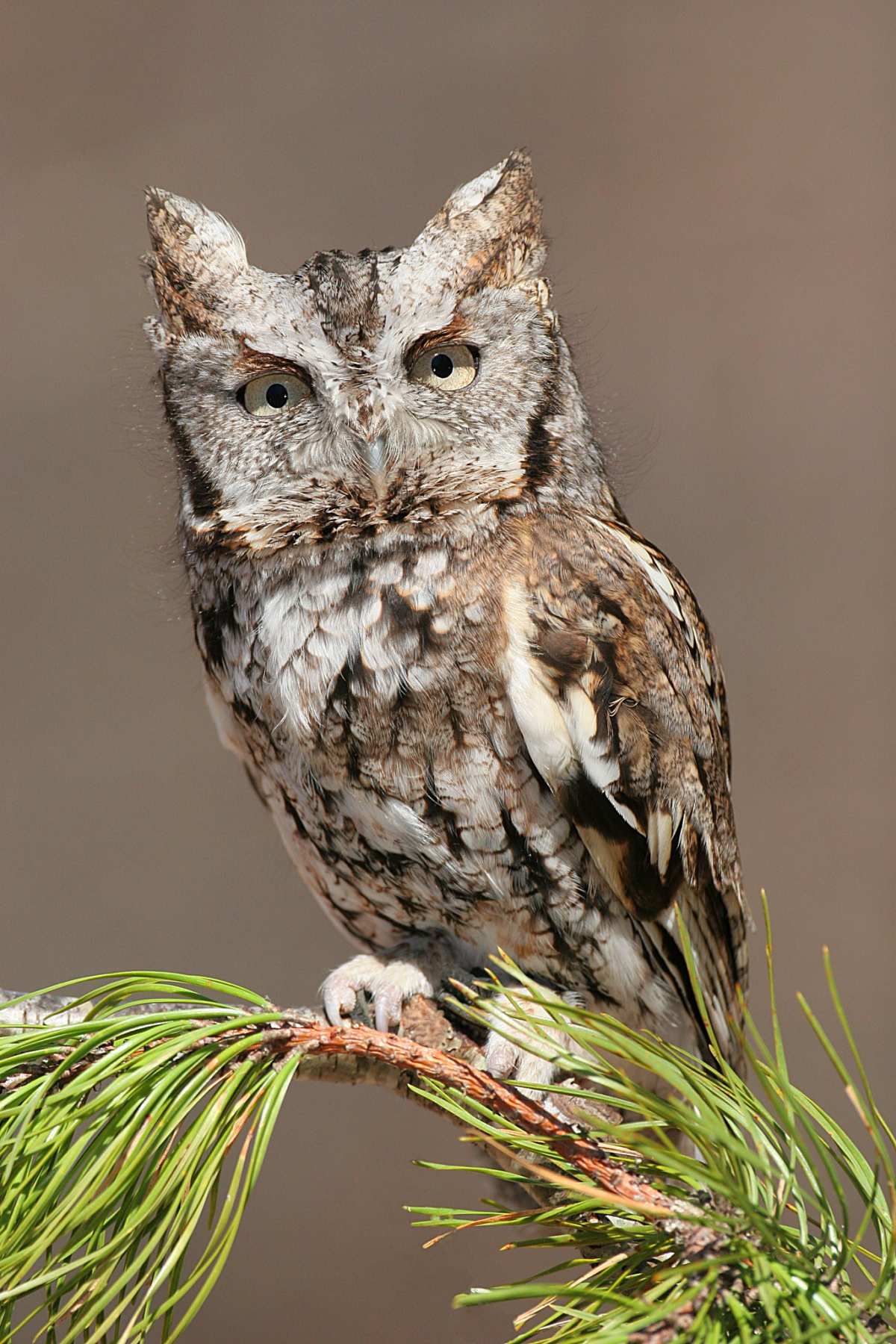 Stowaway Owl Found Living in Family's Christmas Tree After Going Unnoticed for 4 Days 2 owl found family christmas tree 2