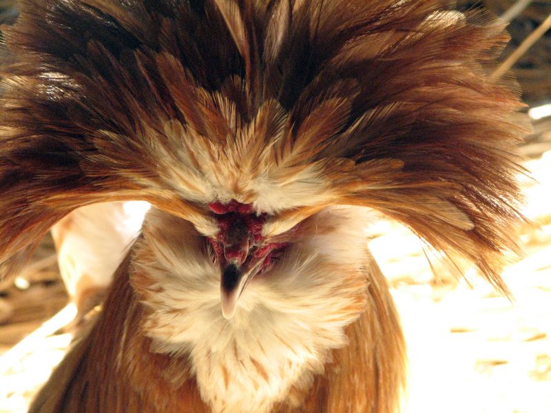 polish chicken breed 1