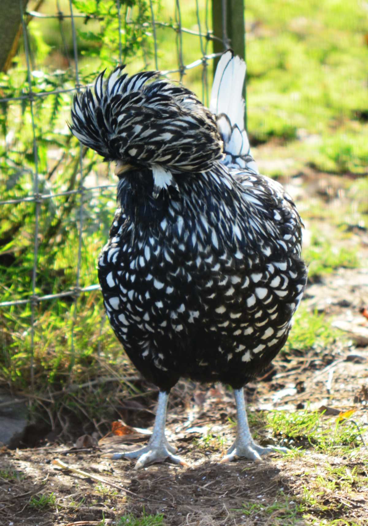 polish chicken breed 2