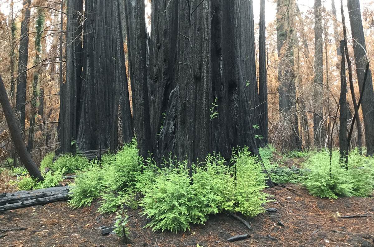 redwoods recover fire sprout 1000 year old buds 1