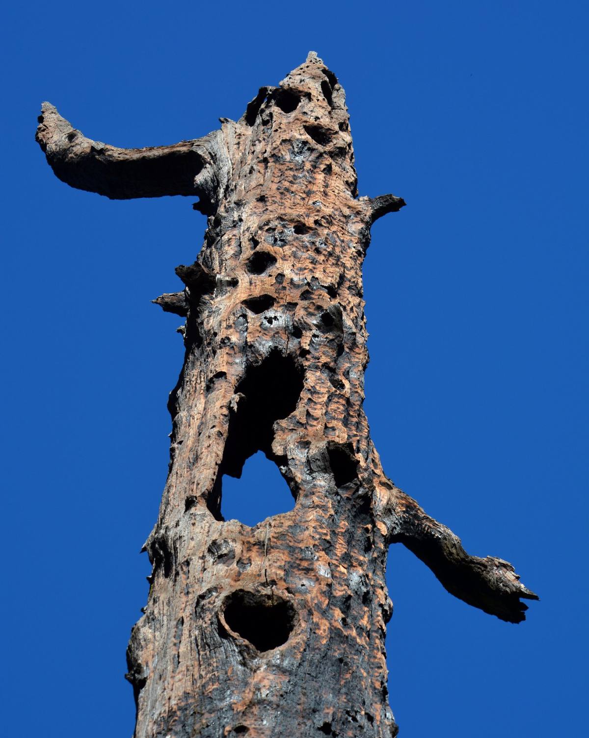 redwoods recover fire sprout 1000 year old buds 2