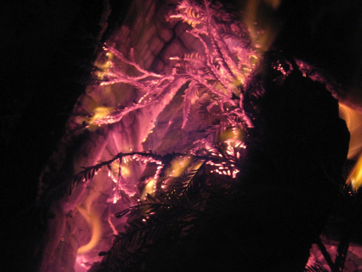 redwoods recover fire sprout 1000 year old buds 3