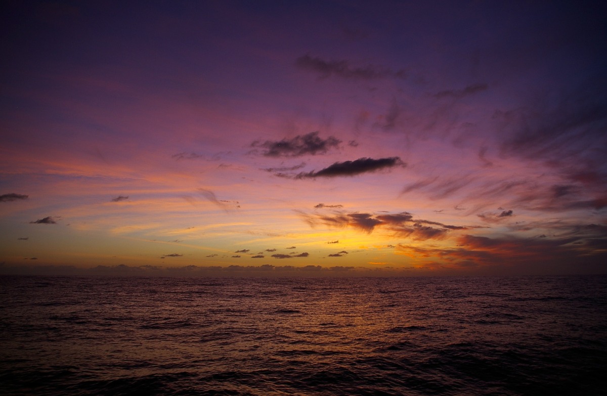 The Sargasso Sea Is the Only One of Its Kind and Not Because Its Waters Are So Blue 9 sargasso sea atlantic ocean seaweed currents 10